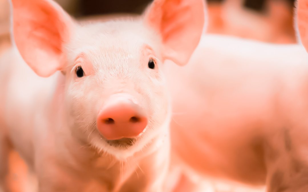 Impacto de la Bioseguridad en Porcicultura