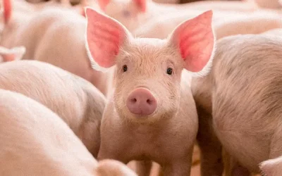 Impacto de la Bioseguridad en Porcicultura